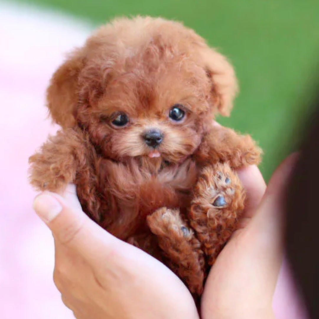 Boneco Cachorrinho Robô