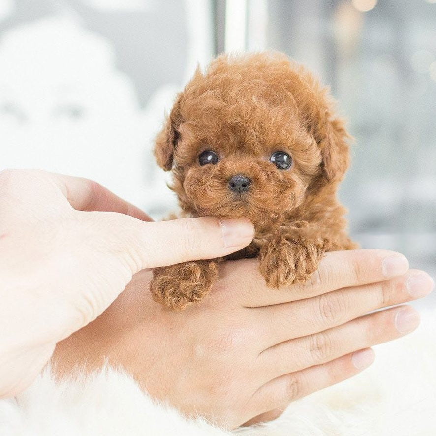 Boneco Cachorrinho Robô